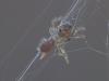 Atypus sp.